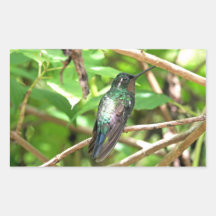 Tropical Hummingbird Picture Rectangle Stickers
