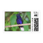 Tropical Hummingbird Postage Stamp