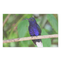Tropical Hummingbird Rectangle Sticker
