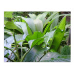 Tropical Leaves Postcards