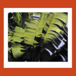 nature, tropical, tropical plants, leaves, green,