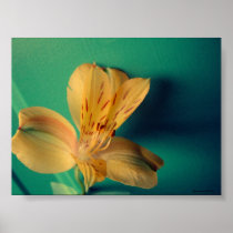 Tropical Lily Poster
