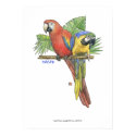 Tropical Macaws posters