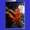 tropical orange flower cards