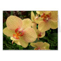Tropical Orchid cards by grahamunderhill Tropical Orchid cards