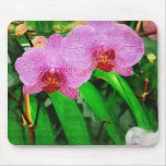 tropical orchid, florida landscape