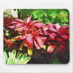 tropical orchid, florida landscape