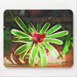 tropical orchid, florida landscape