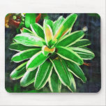 tropical orchid, florida landscape