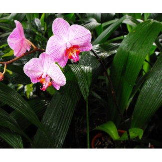 Tropical Orchid in Botanical Garden mousepad