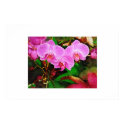 Tropical Orchid oil painting collection posters