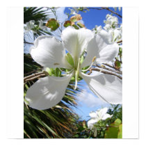 Tropical Orchid Tree Blossom posters by tropicalsnowflake Tropical Orchid Tree Blossom posters
