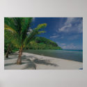 Tropical Palm Tree Beach Painting posters