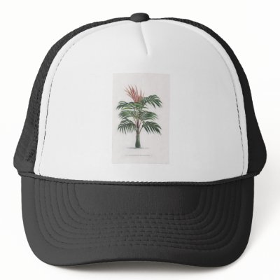 tropical palm tree collection - drawing V Hats by palmimages