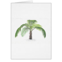 tropical palm tree collection - drawing VI Cards