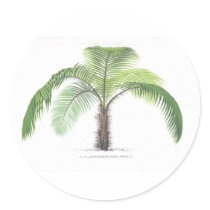 tropical palm tree collection - drawing VI stickers by palmimages tropical palm tree collection - drawing VI stickers