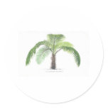 tropical palm tree collection - drawing VI