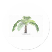 tropical palm tree collection - drawing VI stickers by palmimages tropical palm tree collection - drawing VI stickers