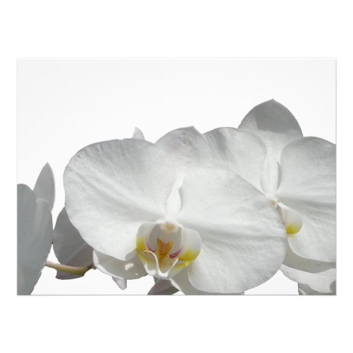 Tropical Palm Tree with orchids Invite