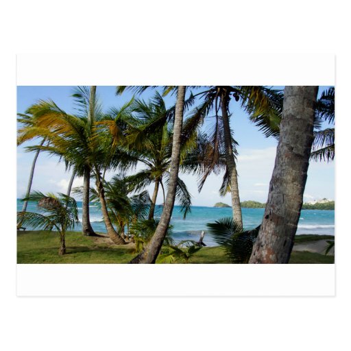tropical paradise postcard Zazzle
