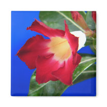 Tropical Passion magnets
