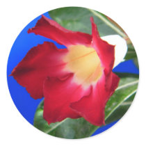 Tropical Passion stickers