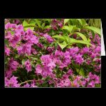 Tropical Pink Bougainvillea Card