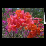Tropical Pink Bougainvillea Card
