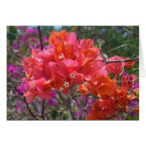 Tropical Pink Bougainvillea Card by mlewallpapers Tropical Pink Bougainvillea Card