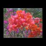 Tropical Pink Bougainvillea Postcard