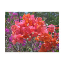 Tropical Pink Bougainvillea Postcard