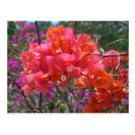 Tropical Pink Bougainvillea Postcard