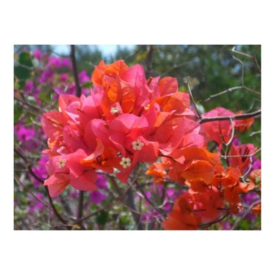 Tropical Pink Bougainvillea Print by mlewallpapers