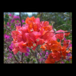 Tropical Pink Bougainvillea Print
