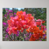 Tropical Pink Bougainvillea Print