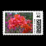 Tropical Pink Bougainvillea Stamp