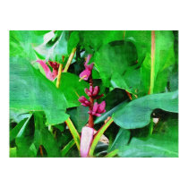 Tropical Pink velvet banana collection posters by palmimages Tropical Pink velvet banana collection posters