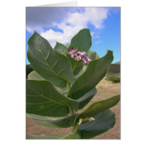 Planta tropical (placa) cartões