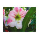 Tropical postcards by HeidiHue Tropical postcards