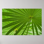 Tropical Poster