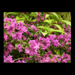 Tropical Purple Bougainvilla Poster Print