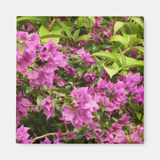 Tropical Purple Bougainvillea Magnet