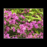 Tropical Purple Bougainvillea Postcard