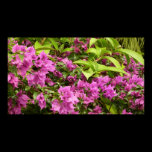 Tropical Purple Bougainvillea Widescreen Poster Pr