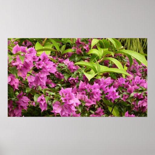 Tropical Purple Bougainvillea Widescreen Poster Pr