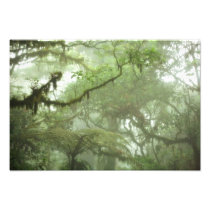 Tropical Rain Forest Canopy Photo Art