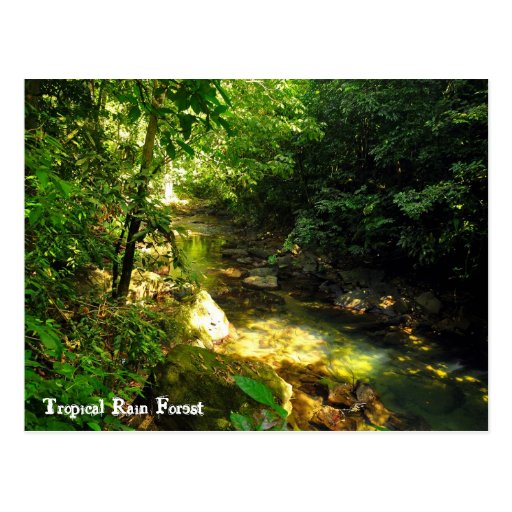Tropical Rain Forest Postcard Zazzle