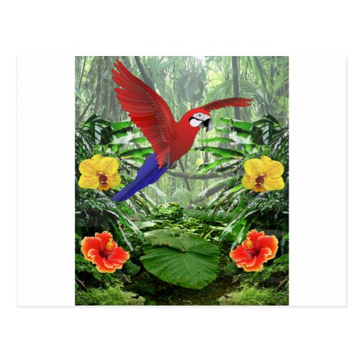 Tropical Rain Forest Postcard Zazzle