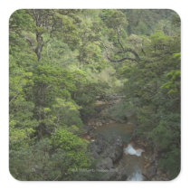 Tropical Rainforest, Miravalles, Cordillera de Sticker