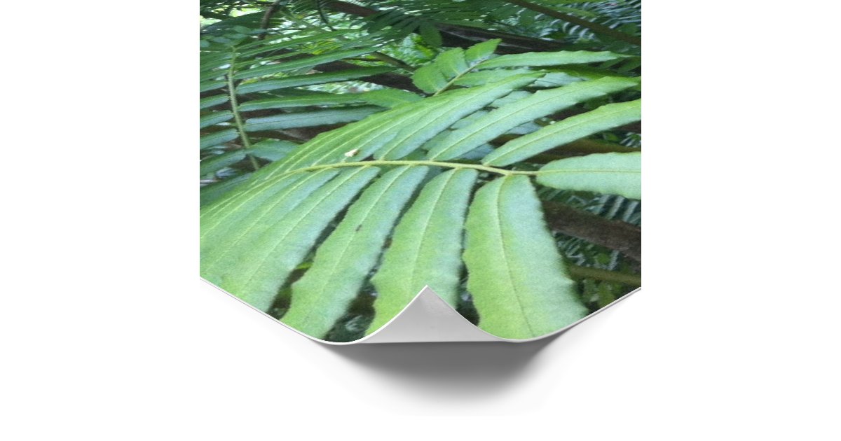 Tropical Rainforest Poster | Zazzle